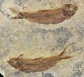 Fossil Fish (Knightia) Multiple Plate - Wyoming #47521-1